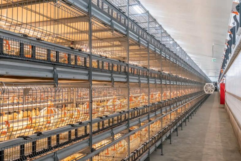 Le système automatique pour les cages de poulettes en cadre H contribue à créer un environnement de vie confortable et optimal pour les poulettes