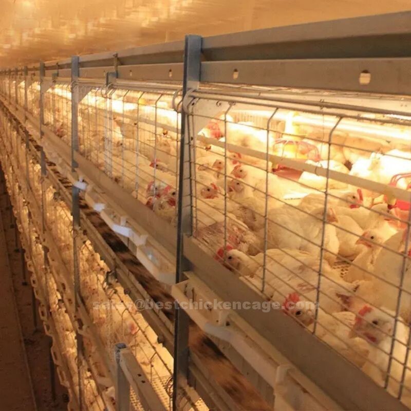 What is a broiler chicken battery cage typically made of steel or other durable materials can help reduce labor costs and improve efficiency