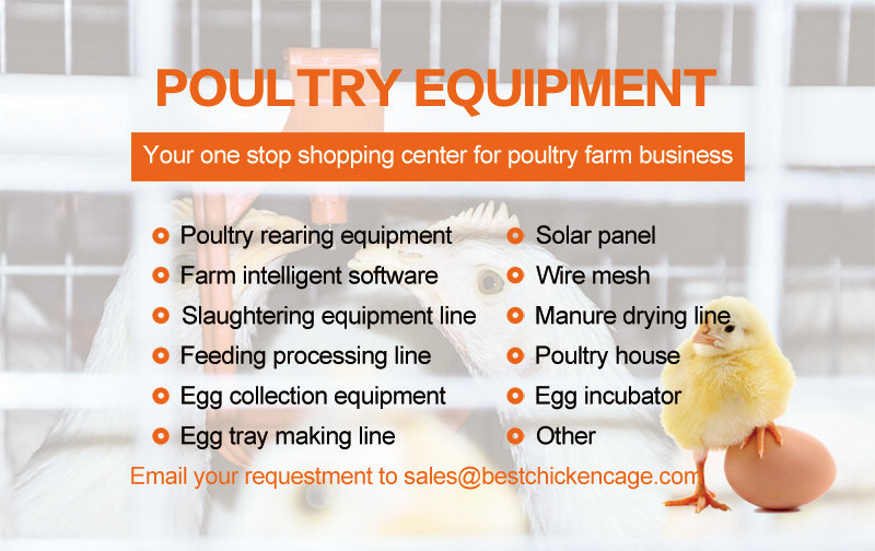 The helpful knowledge of several key elements have a substantial impact on the performance of a battery layer chicken cage system The helpful knowledge of several key elements have a substantial impact on the performance of a battery layer chicken cage system