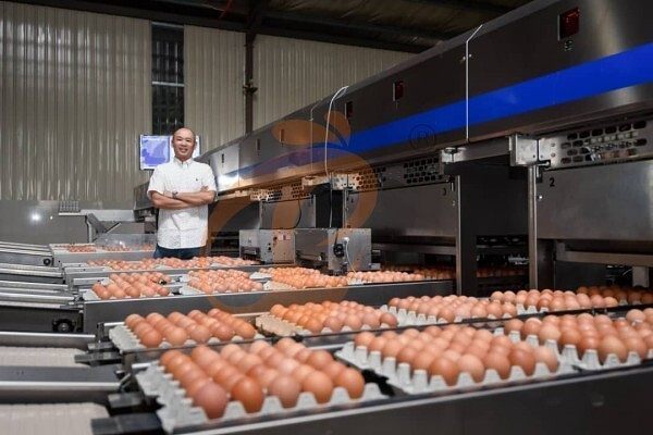 egg collection sorting package line (5)
