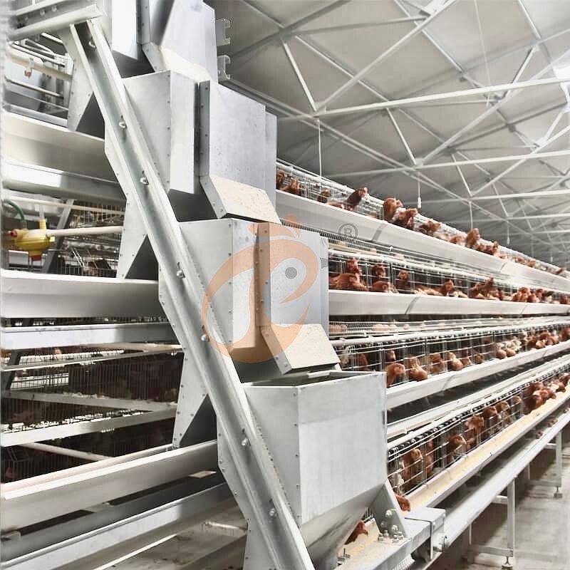 Layer Chicken Cage Design (3)