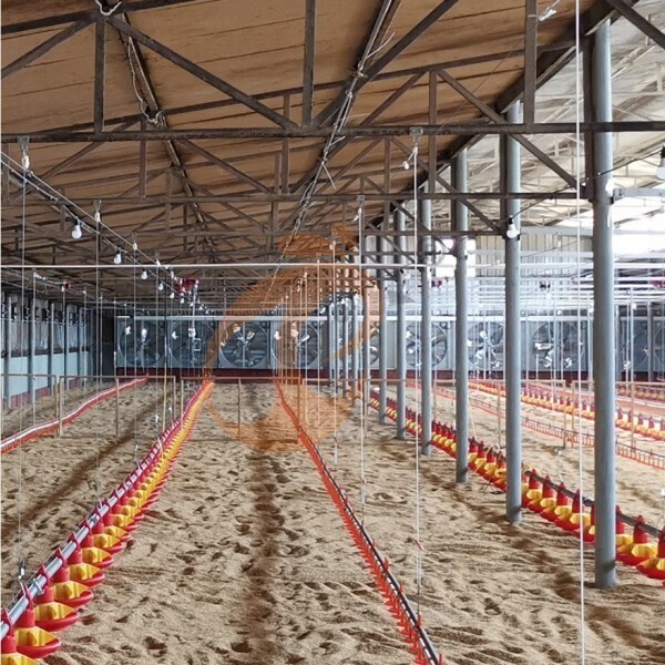 deep litter system 1 (3)