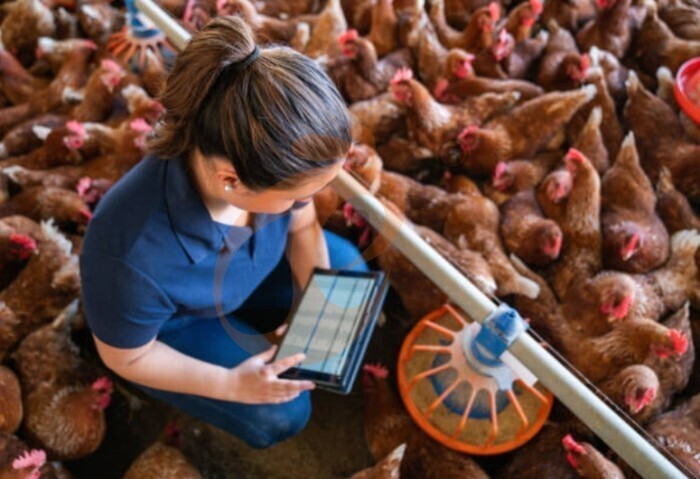 IOT poultry farm 5  (1)