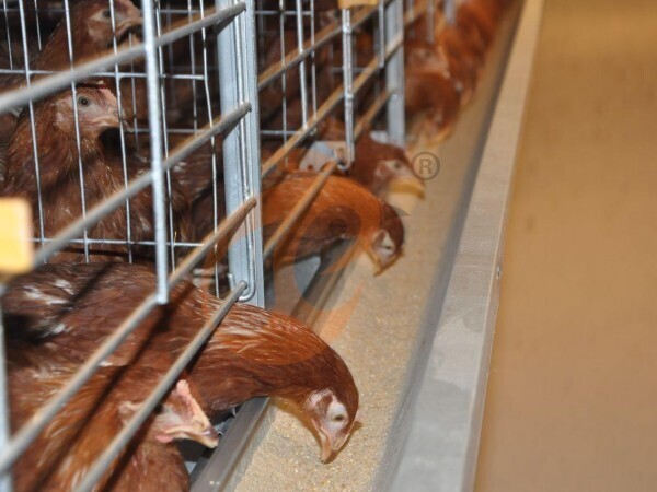 battery cage with poultry feed silo (1) battery cage with poultry feed silo (1)