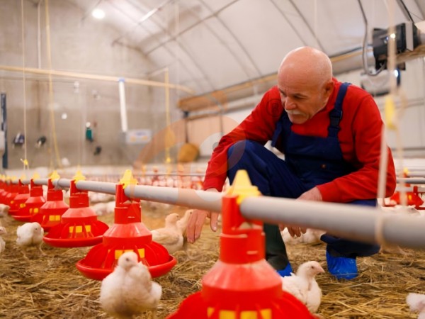 poultry deep litter with feed silo (3)