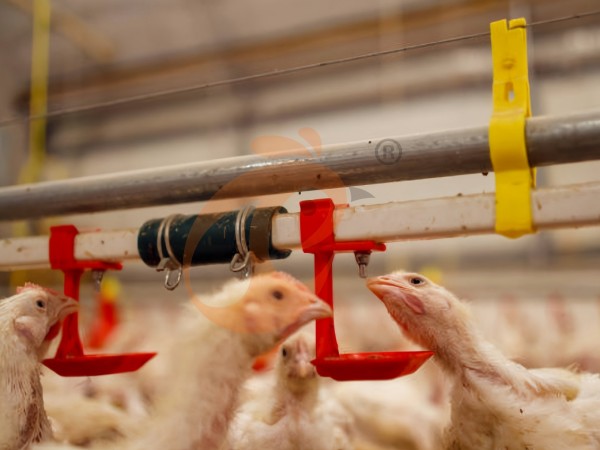 deep litter system 0 (10)