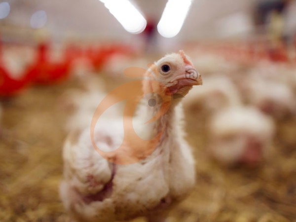 deep litter system 0 (11)