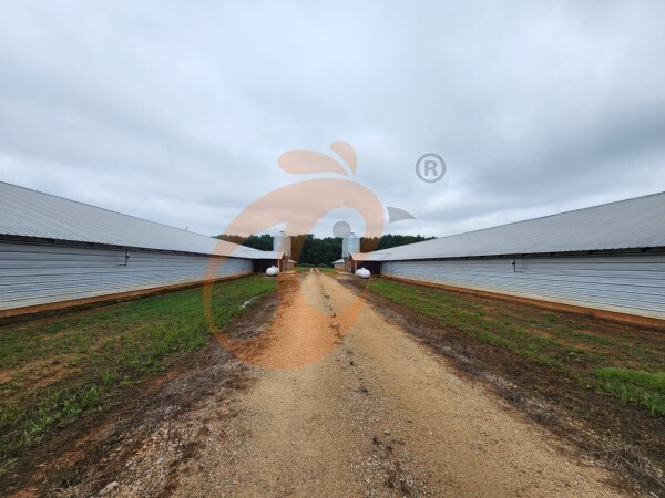 poultry farm (5)