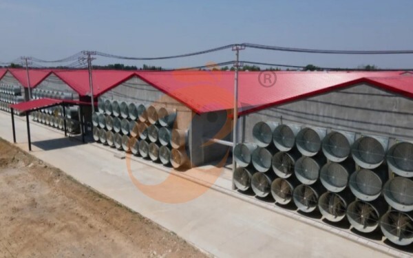 poultry house  ventilation 3 (1)