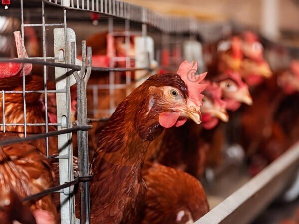 chicken battery cage poultry farming (72)