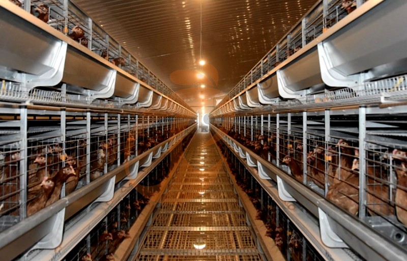 layer chicken cage H (5).png layer chicken cage H (5).png