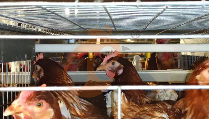 layer chicken cage H (2).png layer chicken cage H (2).png