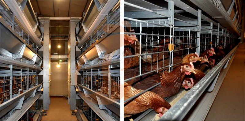 layer chicken cage H (1).png layer chicken cage H (1).png