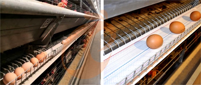 layer chicken cage H (12).png layer chicken cage H (12).png