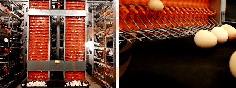 layer chicken cage H (13).png layer chicken cage H (13).png