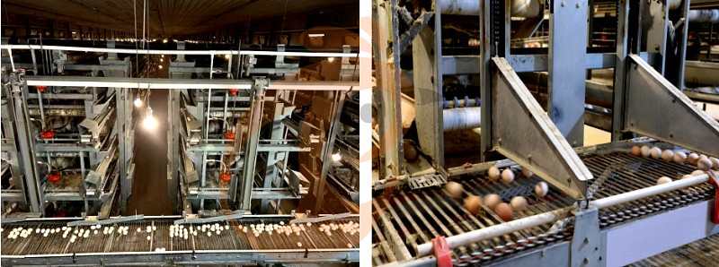 layer chicken cage H (11).png layer chicken cage H (11).png