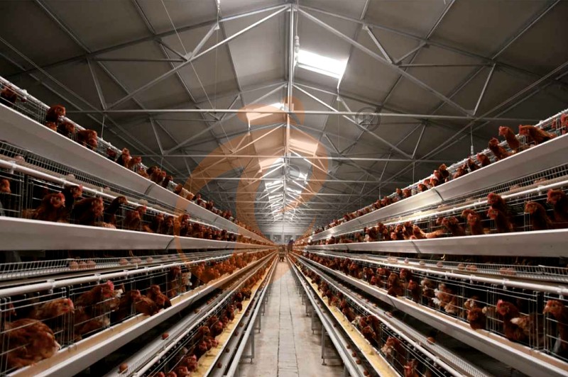 layer chicken cage (5).png layer chicken cage (5).png