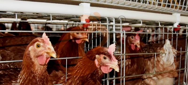 layer chicken cage (3).png layer chicken cage (3).png