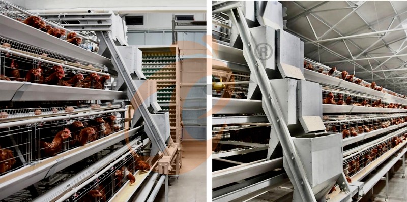 layer chicken cage (2).png layer chicken cage (2).png