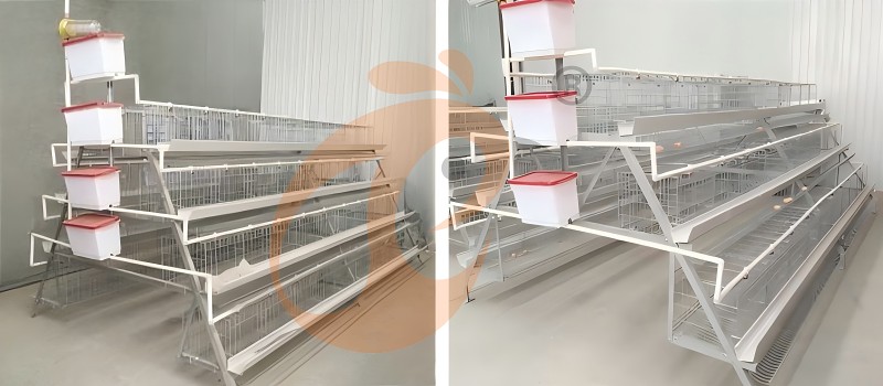 layer chicken cage (5).png layer chicken cage (5).png