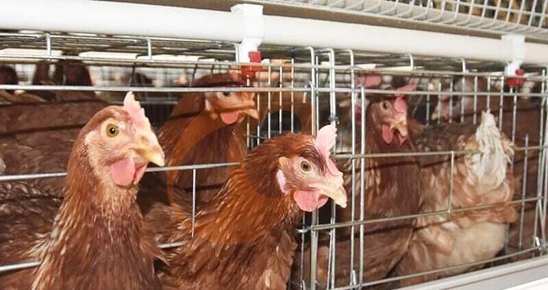 layer chicken cage (3).jpg layer chicken cage (3).jpg