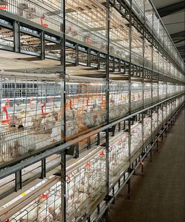 broiler battery cage system with harvest (2)