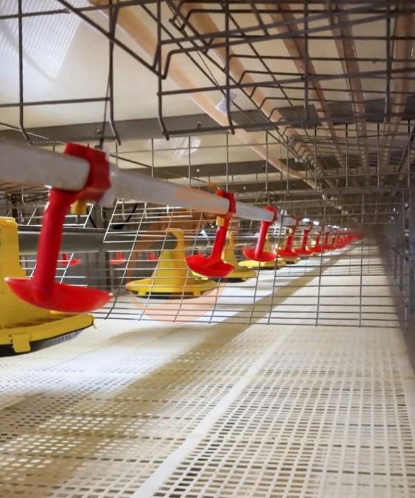 broiler battery cage system with harvest (5)