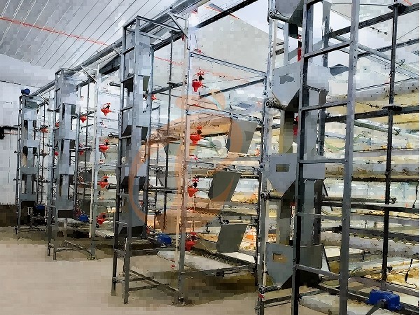 broiler battery cage (6)(1)