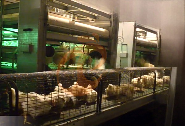 broiler battery cage (23)