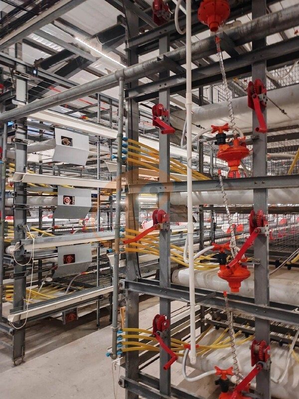 broiler battery cage (1)