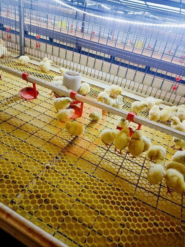 broiler battery cage (3)