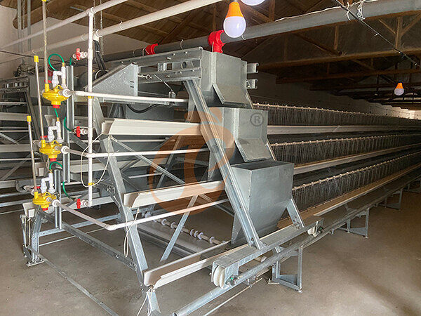 Broiler chicken cage (1)