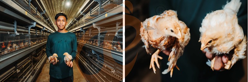 Asia poultry farm chicken cage (1).png