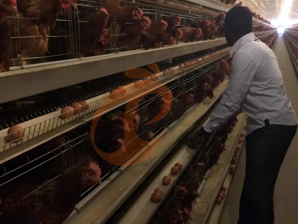 What Are The Common Problems Of A Type Poultry Battery Cages? 6 Easy Solutions