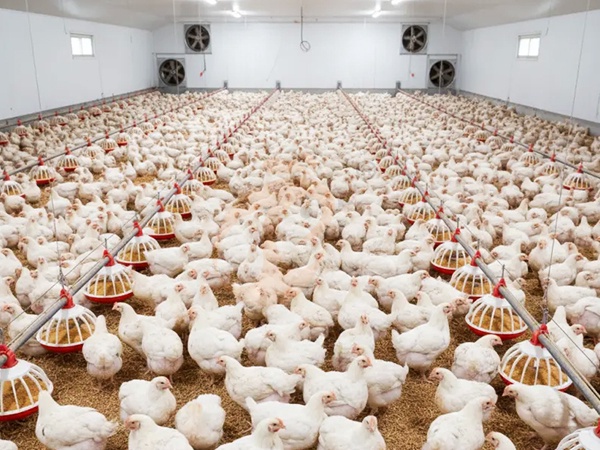 Deep Litter3 (3)