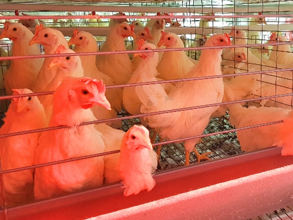 Broiler Cage2 (1)