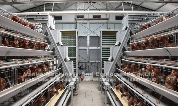 How to start a poultry farm with A type automatic chicken cage and equipment in Nigeria
