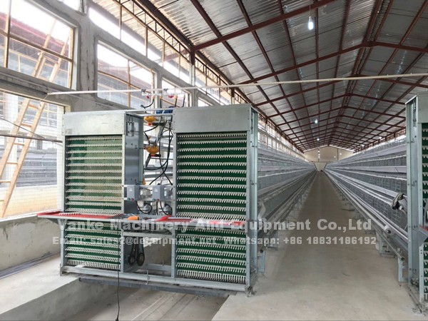 How to start a poultry farm with A type automatic chicken cage and equipment in Nigeria