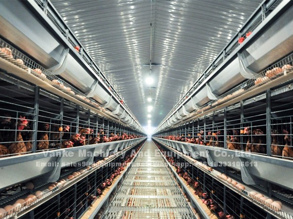 How a fully A type automatic chicken cage system can bring you greater profits in Nigeria market