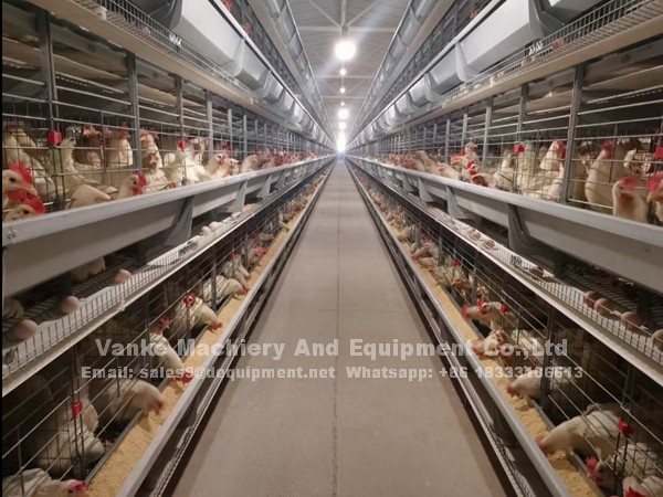 How a fully A type automatic chicken cage system can bring you greater profits in Nigeria market