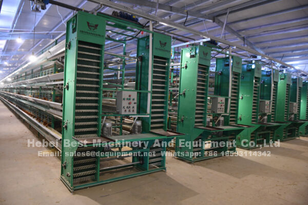 A fully automatic chicken layer farm with 10,000 layers in Nigeria