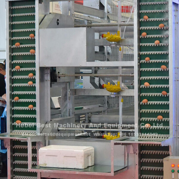 A fully automatic chicken layer farm with 10,000 layers in Nigeria