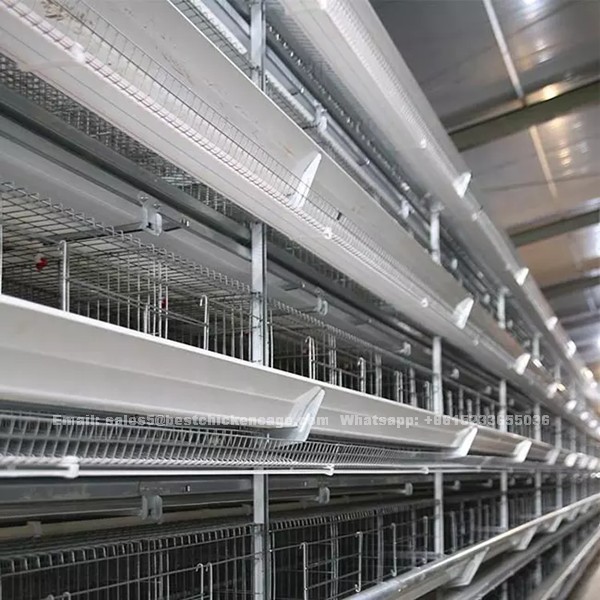 Automatic layer battery cage in Africa poultry farm