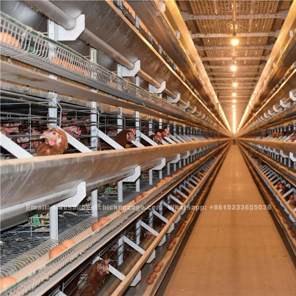 Automatic layer battery cage in Africa poultry farm