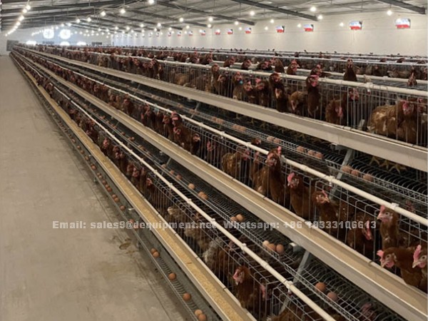 Choose the best chicken cage for your poultry farm based on the number of chickens