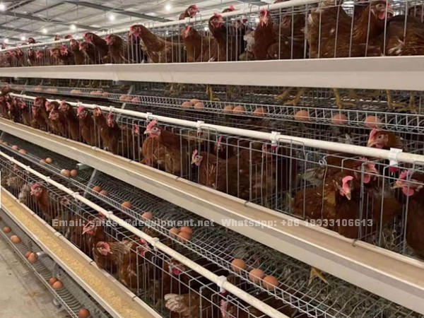 Choose the best chicken cage for your poultry farm based on the number of chickens