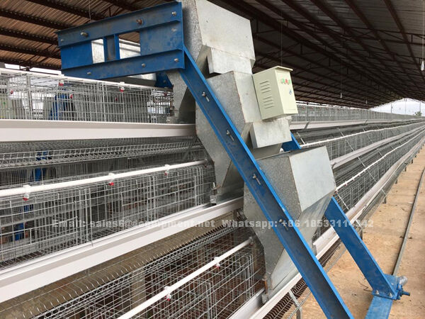 How to start a fully automatic chicken farm of 20,000 layers in Nigeria