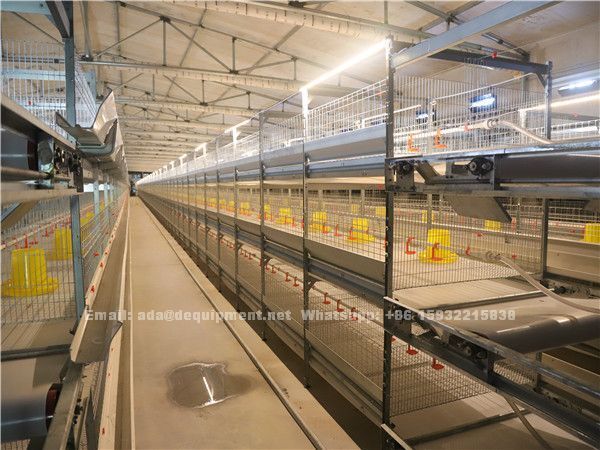 20,000 broilers with automatic H type cage system