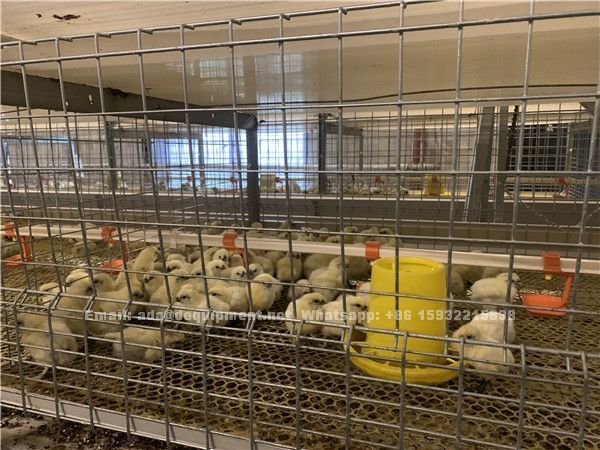 20,000 broilers with automatic H type cage system