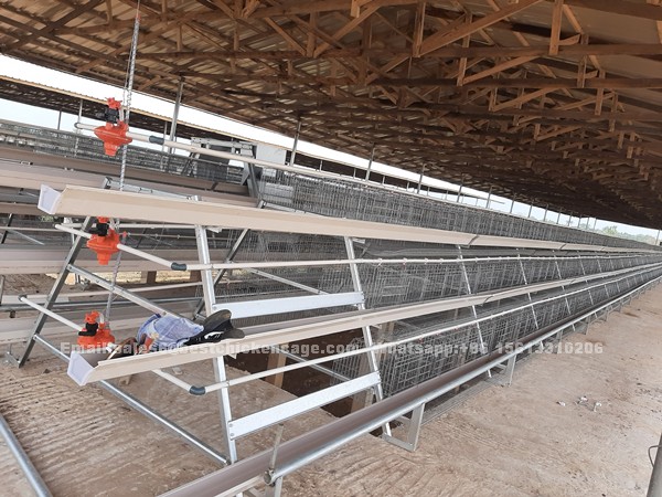 How to choose the right poultry cage in the growth cycle of egg laying chicken